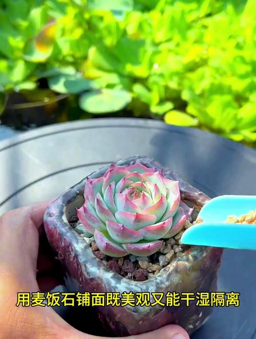 淘宝买的多肉要洗根吗，淘宝买的多肉要浇水吗-第4张图片-优品飞百科
