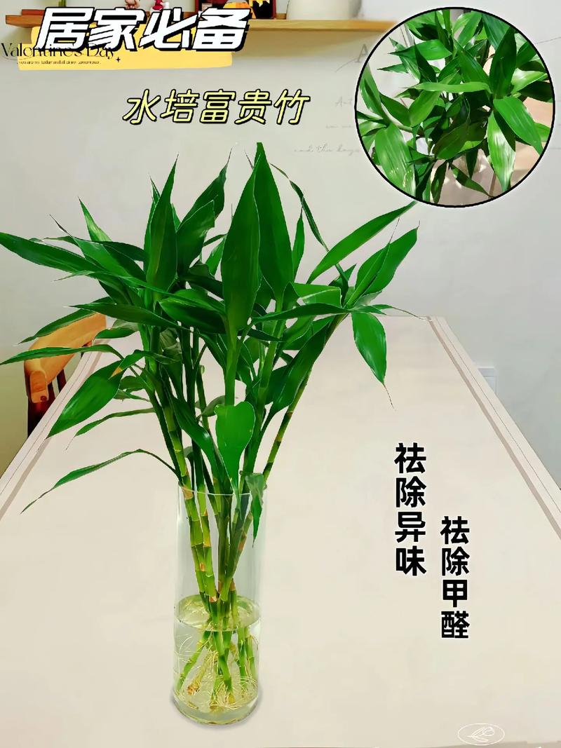 养鱼的水能养富贵竹吗，养鱼的水能养富贵竹吗视频？