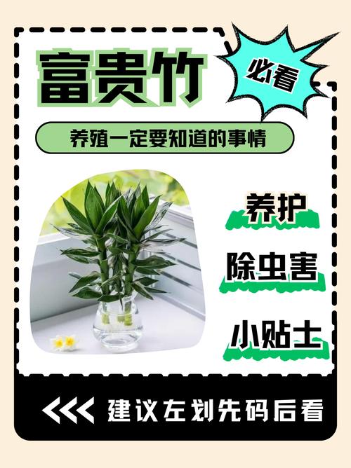 养鱼的水能养富贵竹吗，养鱼的水能养富贵竹吗视频？-第2张图片-优品飞百科