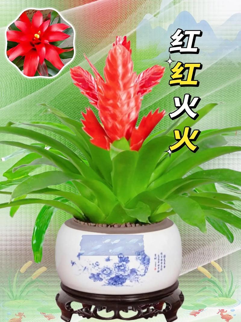 鸿运当头怎么养，鸿运当头怎么养才能养活？