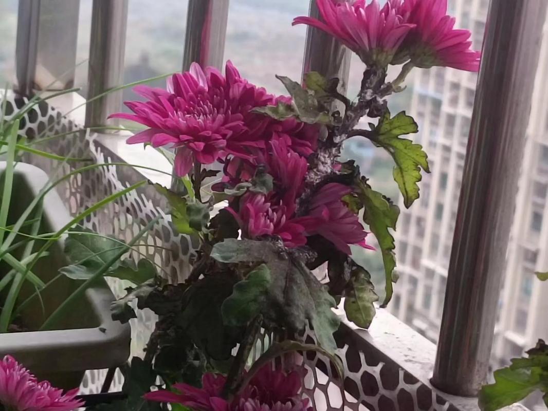 菊花叶子长白斑怎么办，菊花叶子有白斑怎么办？