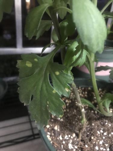 菊花叶子长白斑怎么办，菊花叶子有白斑怎么办？-第2张图片-优品飞百科