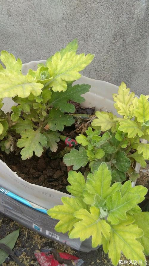 菊花叶子长白斑怎么办，菊花叶子有白斑怎么办？-第3张图片-优品飞百科