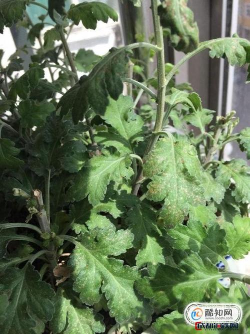菊花叶子长白斑怎么办，菊花叶子有白斑怎么办？-第4张图片-优品飞百科