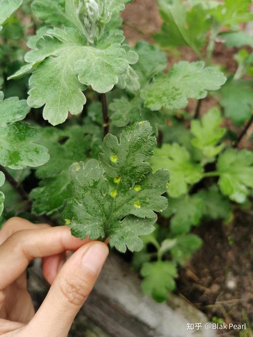 菊花叶子长白斑怎么办，菊花叶子有白斑怎么办？-第6张图片-优品飞百科