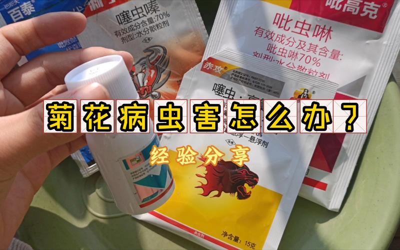 菊花叶子长白斑怎么办，菊花叶子有白斑怎么办？-第7张图片-优品飞百科