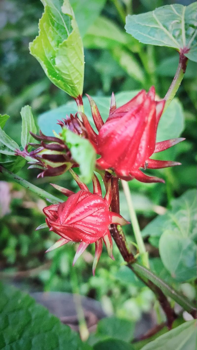 洛神花秋天怎么养，洛神花栽培技术-第4张图片-优品飞百科
