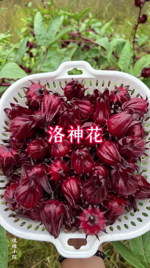 洛神花秋天怎么养，洛神花栽培技术-第5张图片-优品飞百科