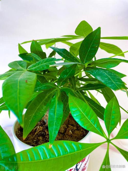 怎样使发财树叶子更绿，怎样使发财树叶子更绿一些-第2张图片-优品飞百科