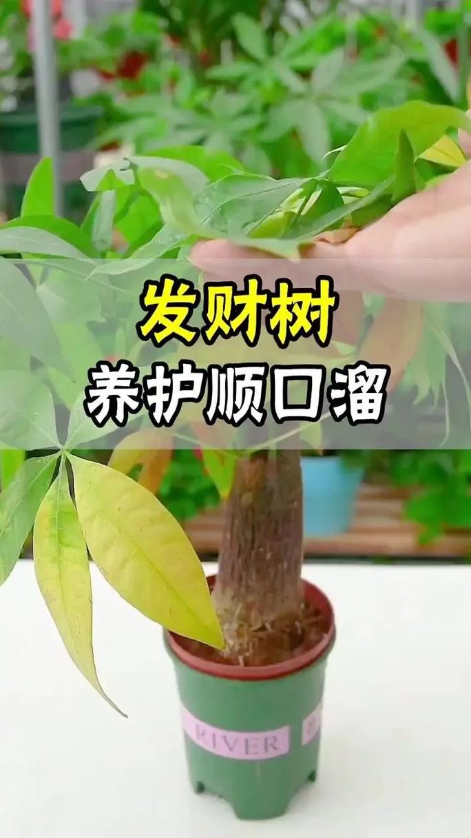 怎样使发财树叶子更绿，怎样使发财树叶子更绿一些-第3张图片-优品飞百科
