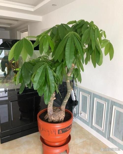 怎样使发财树叶子更绿，怎样使发财树叶子更绿一些-第5张图片-优品飞百科