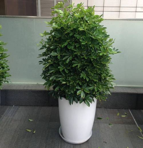 家庭室内植物怎么养，家庭室内植物有哪几种-第2张图片-优品飞百科