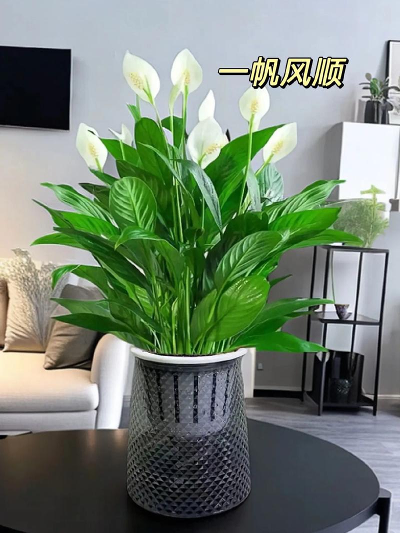 家庭室内植物怎么养，家庭室内植物有哪几种-第3张图片-优品飞百科