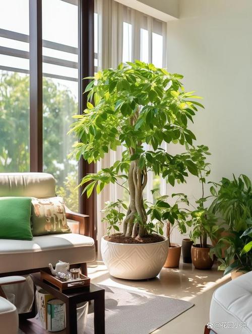 家庭室内植物怎么养，家庭室内植物有哪几种-第4张图片-优品飞百科