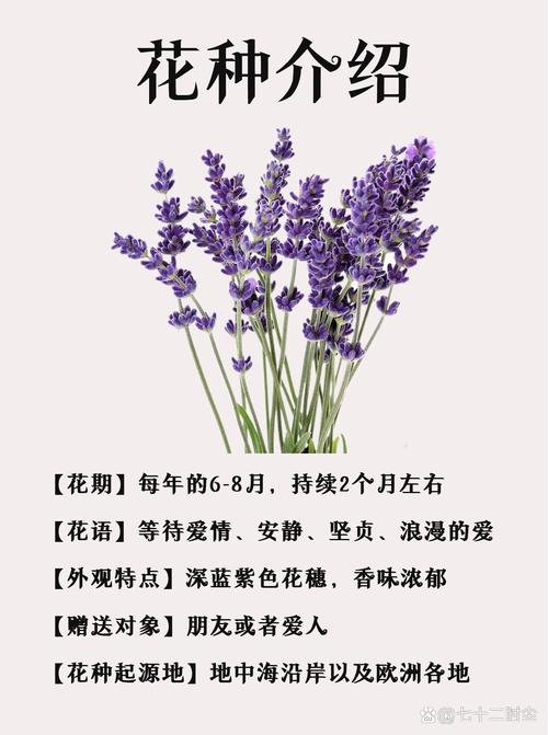 薰衣草盆栽怎么施肥，薰衣草 盆栽？-第2张图片-优品飞百科
