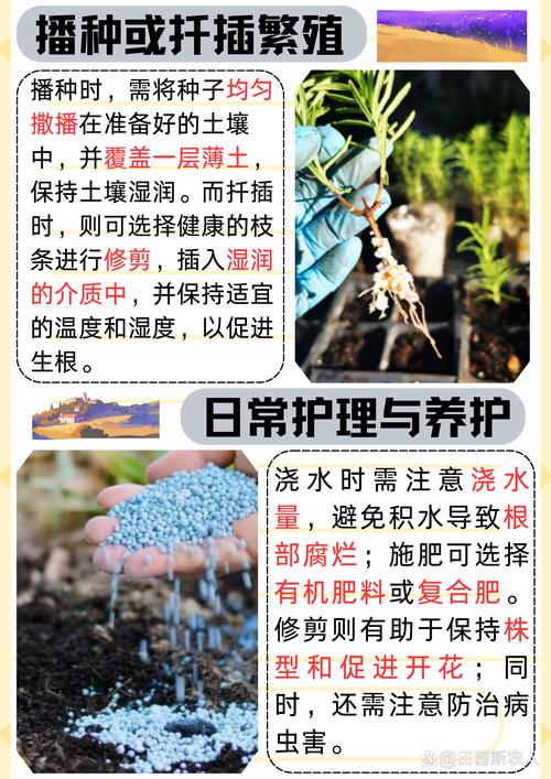 薰衣草盆栽怎么施肥，薰衣草 盆栽？-第3张图片-优品飞百科