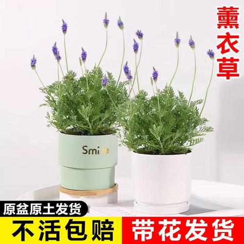 薰衣草盆栽怎么施肥，薰衣草 盆栽？-第6张图片-优品飞百科
