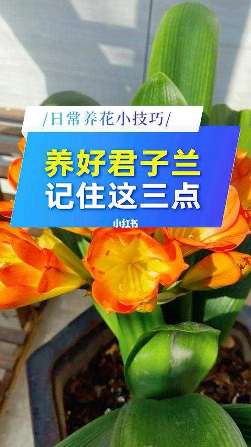 “君子兰”养殖用这招，君子兰的养法及注意事项