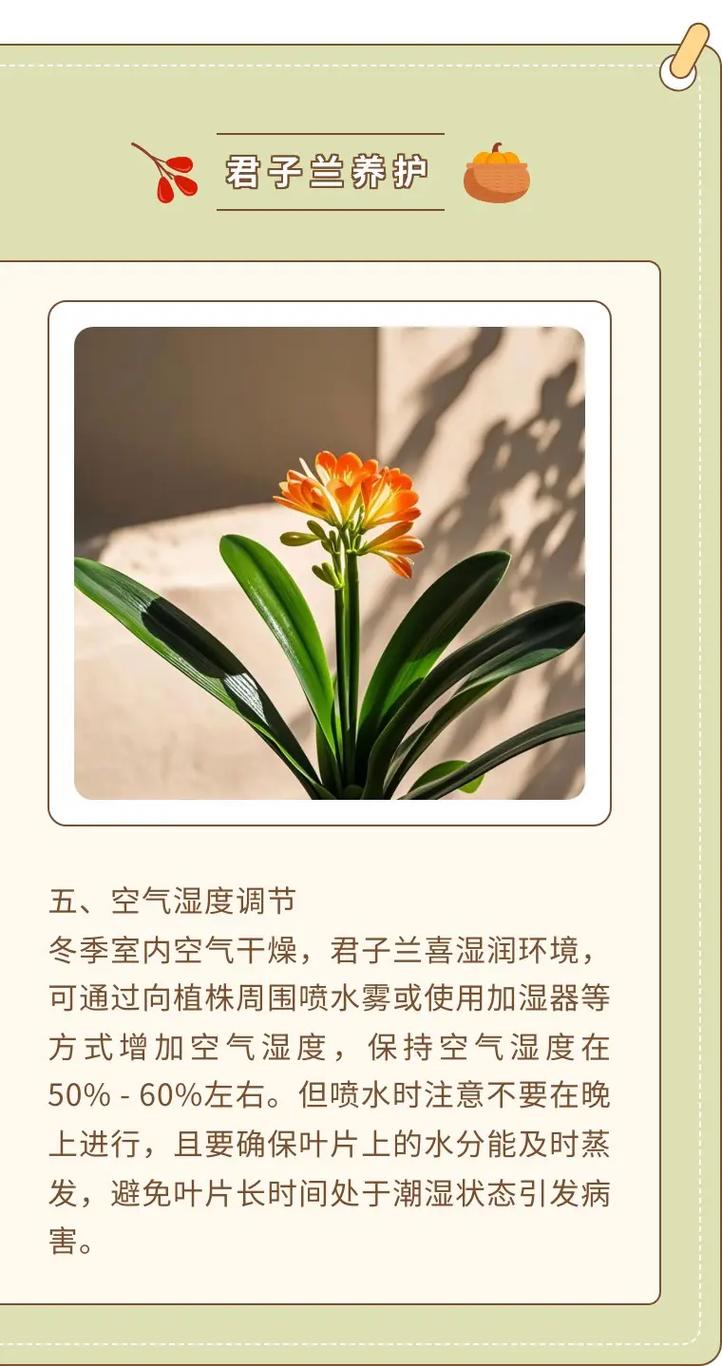 “君子兰”养殖用这招，君子兰的养法及注意事项-第2张图片-优品飞百科
