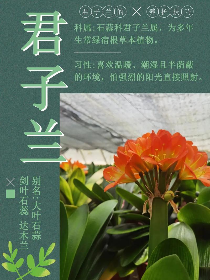“君子兰”养殖用这招，君子兰的养法及注意事项-第4张图片-优品飞百科
