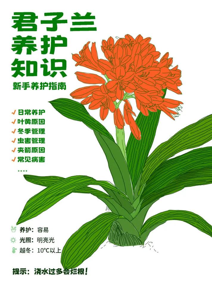 “君子兰”养殖用这招，君子兰的养法及注意事项-第6张图片-优品飞百科