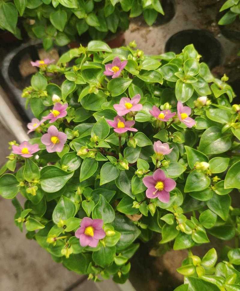紫芳草的养殖方法，紫芳草播种时间？