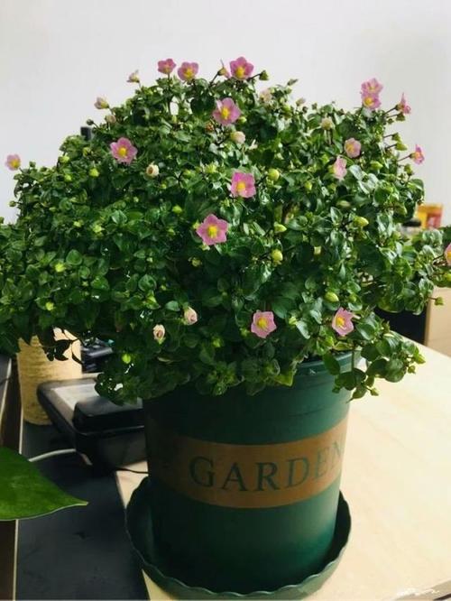 紫芳草的养殖方法，紫芳草播种时间？-第3张图片-优品飞百科