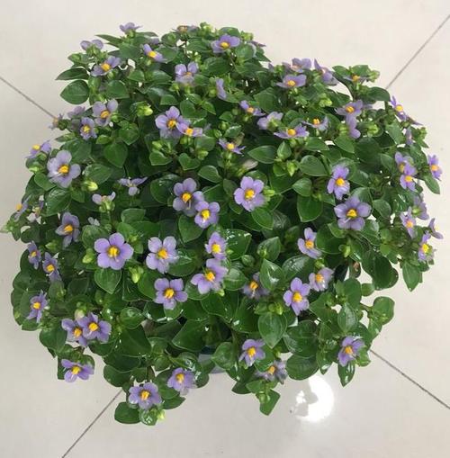 紫芳草的养殖方法，紫芳草播种时间？-第4张图片-优品飞百科