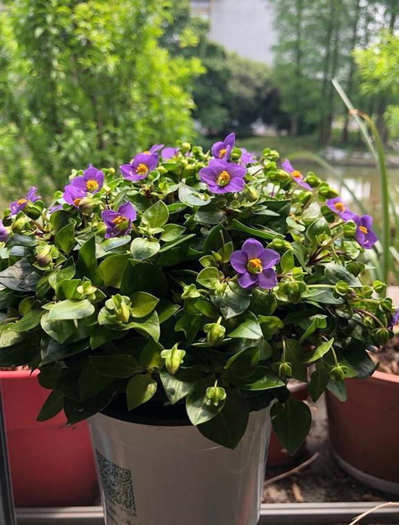 紫芳草的养殖方法，紫芳草播种时间？-第5张图片-优品飞百科