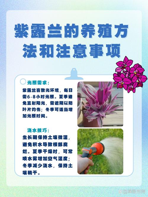 紫芳草的养殖方法，紫芳草播种时间？-第7张图片-优品飞百科