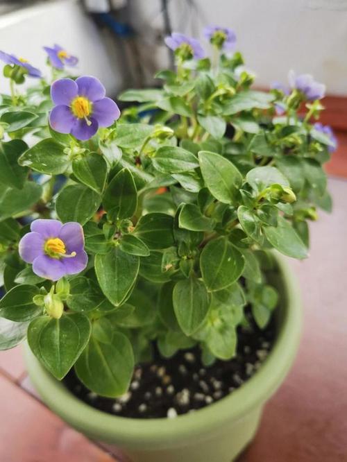 紫芳草的养殖方法，紫芳草播种时间？-第8张图片-优品飞百科