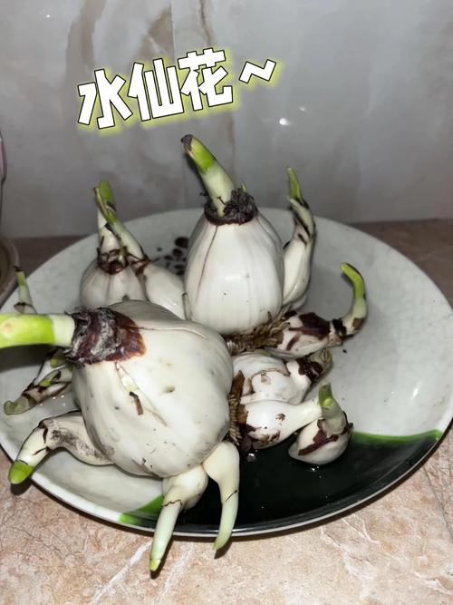 养的花总长不旺？养花不长是什么原因？