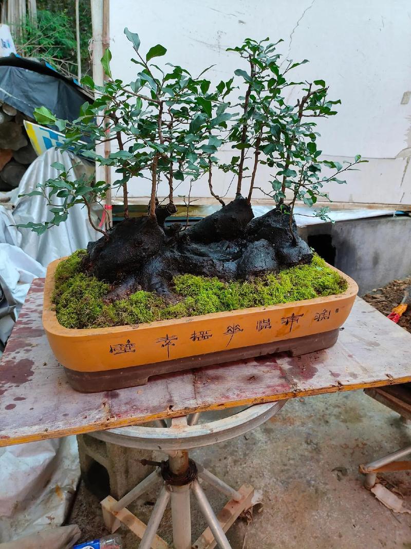 养的花总长不旺？养花不长是什么原因？-第2张图片-优品飞百科