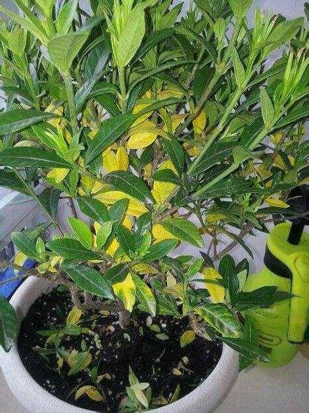 养的花总长不旺？养花不长是什么原因？-第3张图片-优品飞百科