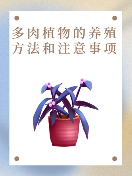 多肉吉娃娃怎么养？多肉吉娃娃怎么养成老桩？