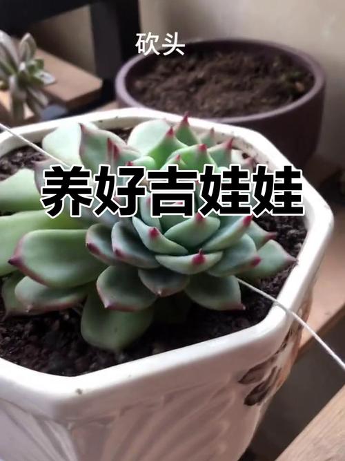 多肉吉娃娃怎么养？多肉吉娃娃怎么养成老桩？-第2张图片-优品飞百科