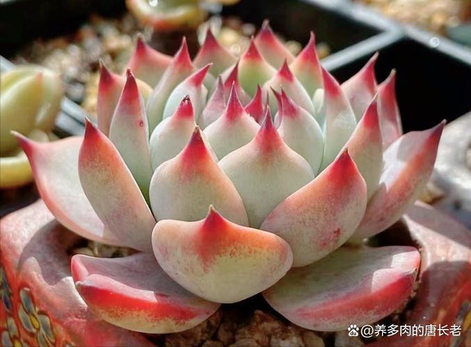 多肉吉娃娃怎么养？多肉吉娃娃怎么养成老桩？-第4张图片-优品飞百科