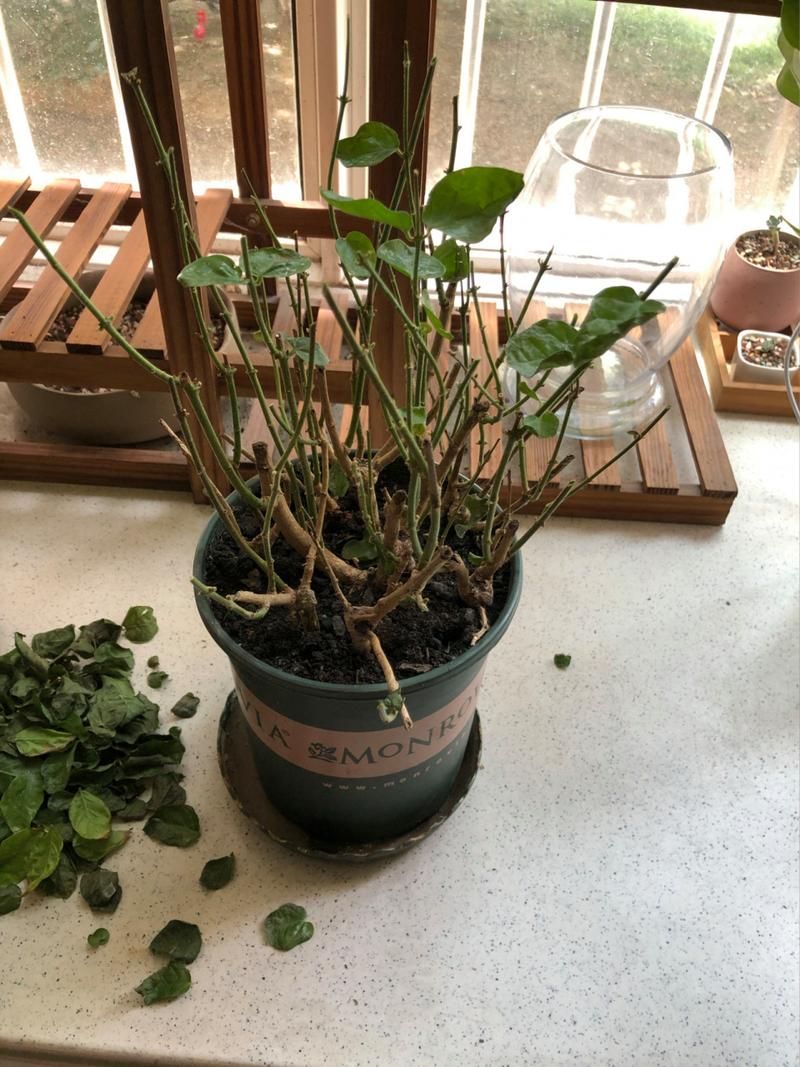 茉莉怎么换盆？茉莉怎么换盆分盆？-第2张图片-优品飞百科