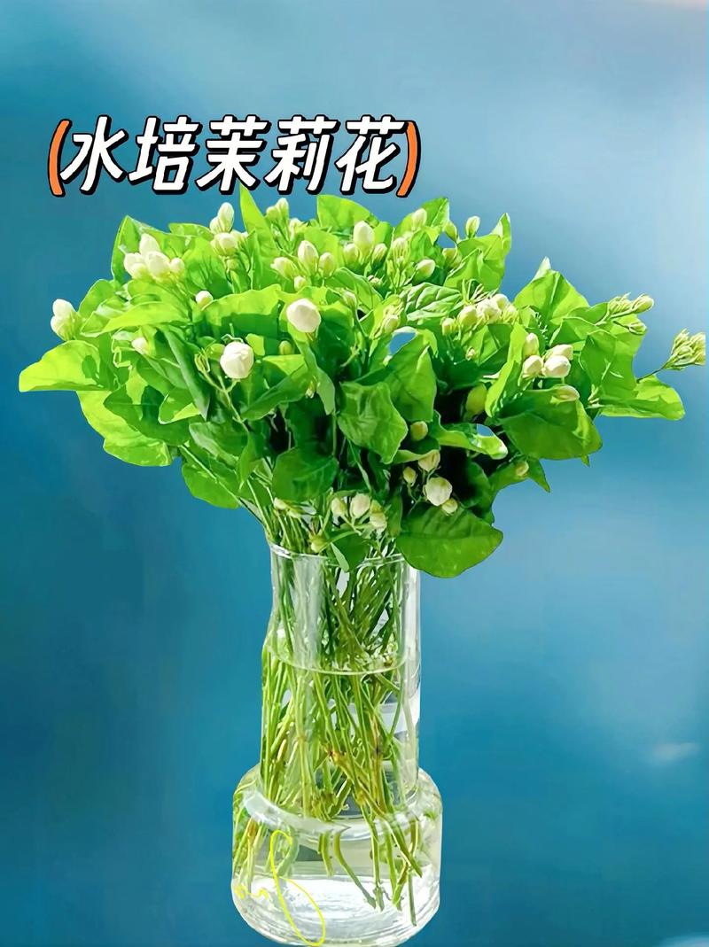 茉莉怎么换盆？茉莉怎么换盆分盆？-第3张图片-优品飞百科