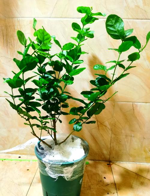 茉莉怎么换盆？茉莉怎么换盆分盆？-第4张图片-优品飞百科