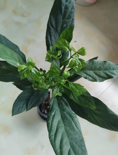 茉莉怎么换盆？茉莉怎么换盆分盆？-第5张图片-优品飞百科
