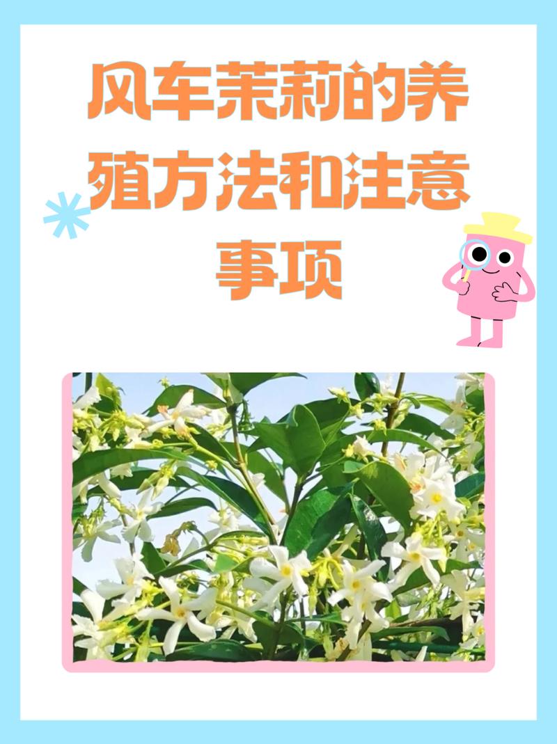 茉莉怎么换盆？茉莉怎么换盆分盆？-第6张图片-优品飞百科