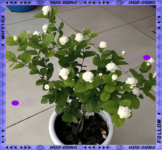 茉莉怎么换盆？茉莉怎么换盆分盆？-第7张图片-优品飞百科
