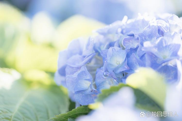 绣球花水养注意事项，绣球花水养的修剪方法图解？