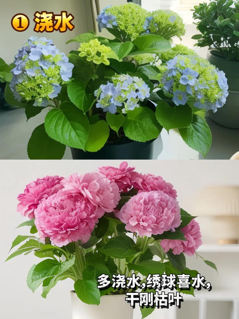 绣球花水养注意事项，绣球花水养的修剪方法图解？-第2张图片-优品飞百科