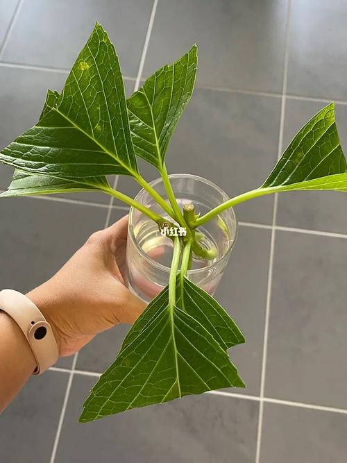 绣球花水养注意事项，绣球花水养的修剪方法图解？-第4张图片-优品飞百科