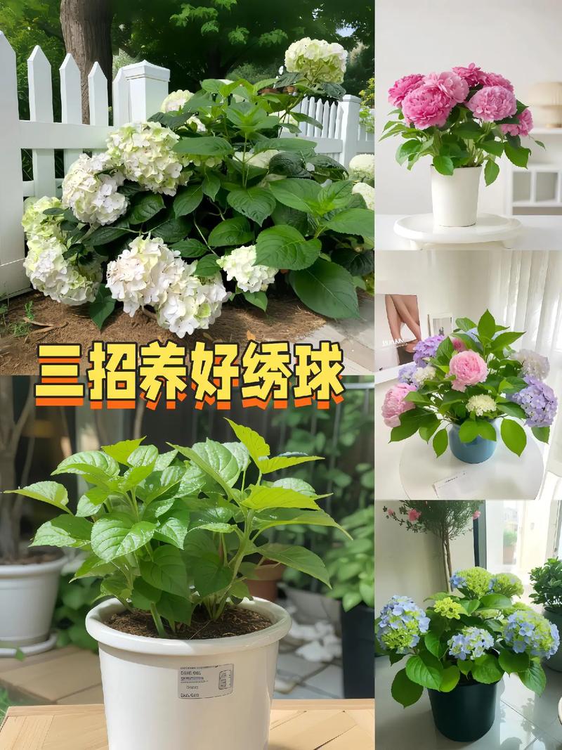 绣球花水养注意事项，绣球花水养的修剪方法图解？-第8张图片-优品飞百科