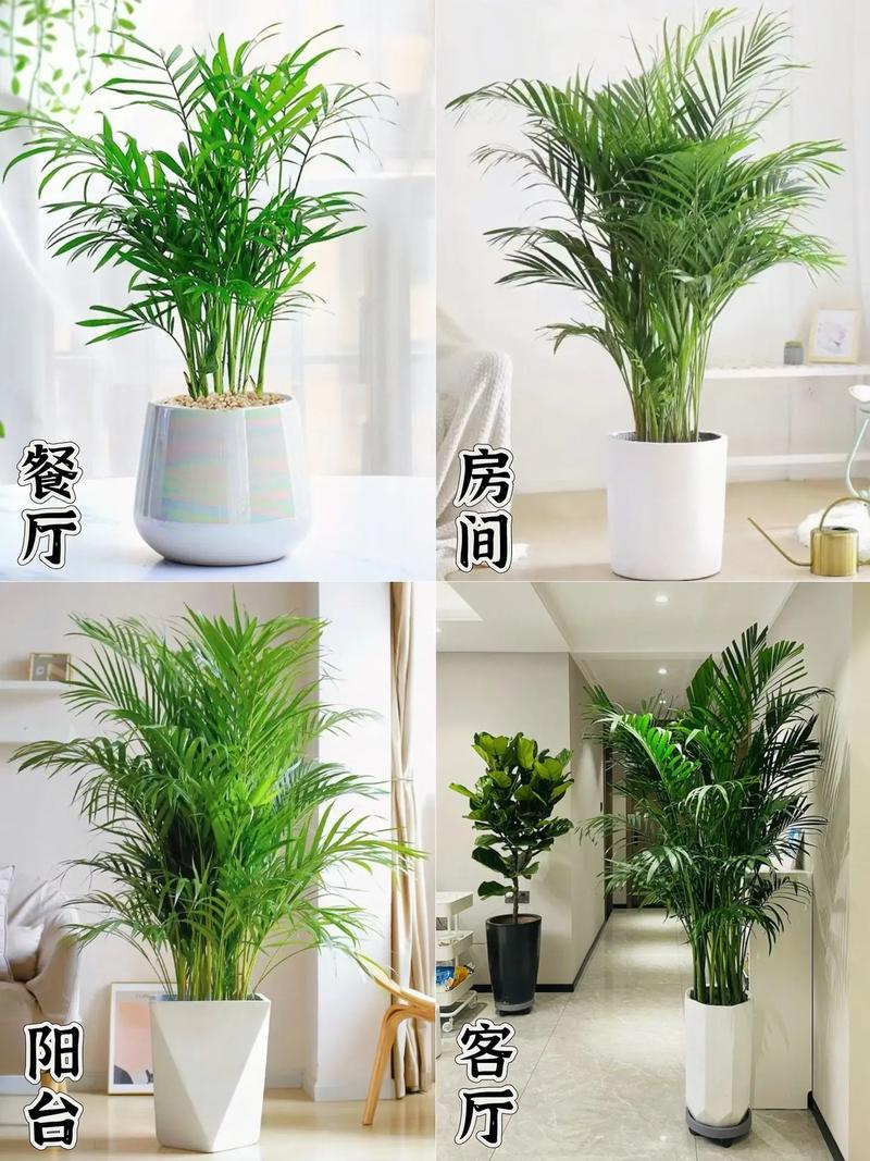 夏威夷椰子长的慢？夏威夷椰子长太高了怎么办？