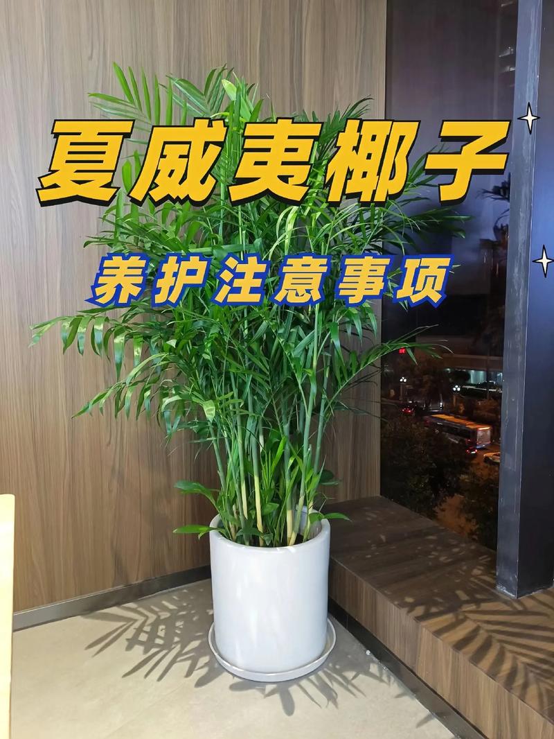 夏威夷椰子长的慢？夏威夷椰子长太高了怎么办？-第2张图片-优品飞百科