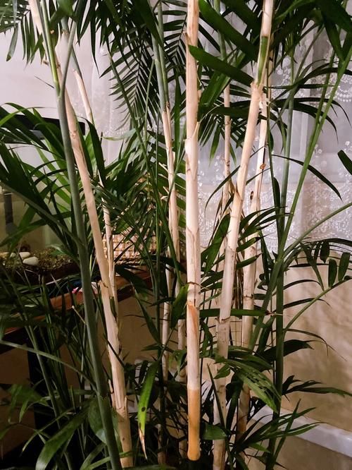 夏威夷椰子长的慢？夏威夷椰子长太高了怎么办？-第6张图片-优品飞百科